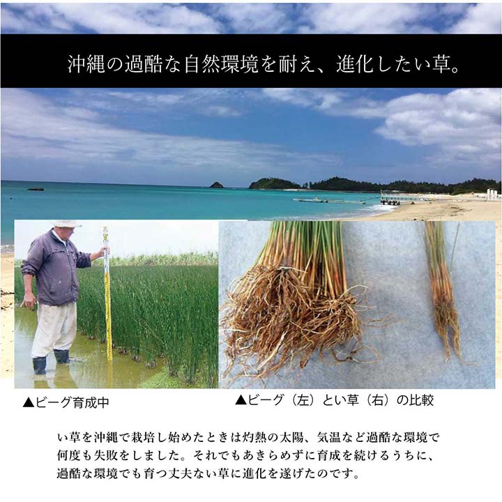 沖縄で育ったい草のラグカーペット沖縄産ビーグ敷き
