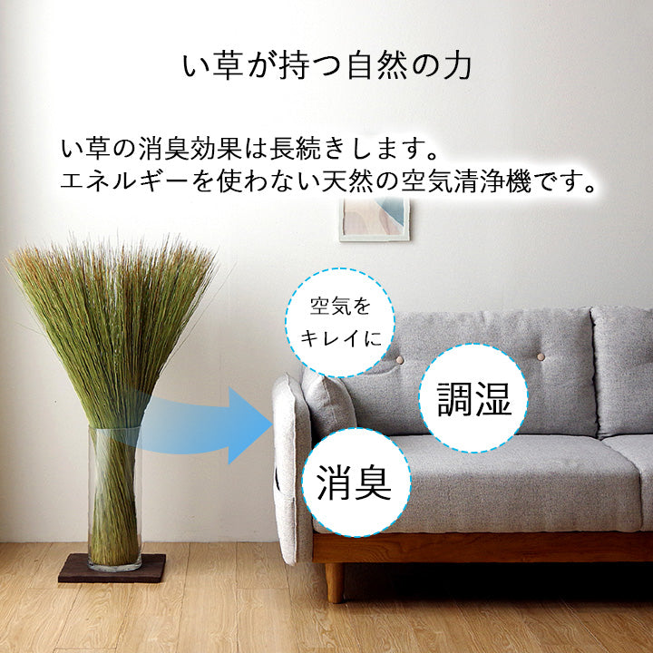お部屋に置くだけで消臭効果を発揮してくる、い草そのものをいかした消臭機能付きの観葉植物