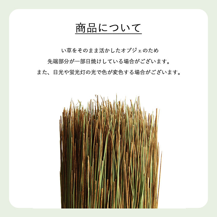 お部屋に置くだけで消臭効果を発揮してくる、い草そのものをいかした消臭機能付きの観葉植物